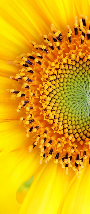 Primo piano del centro di un girasole