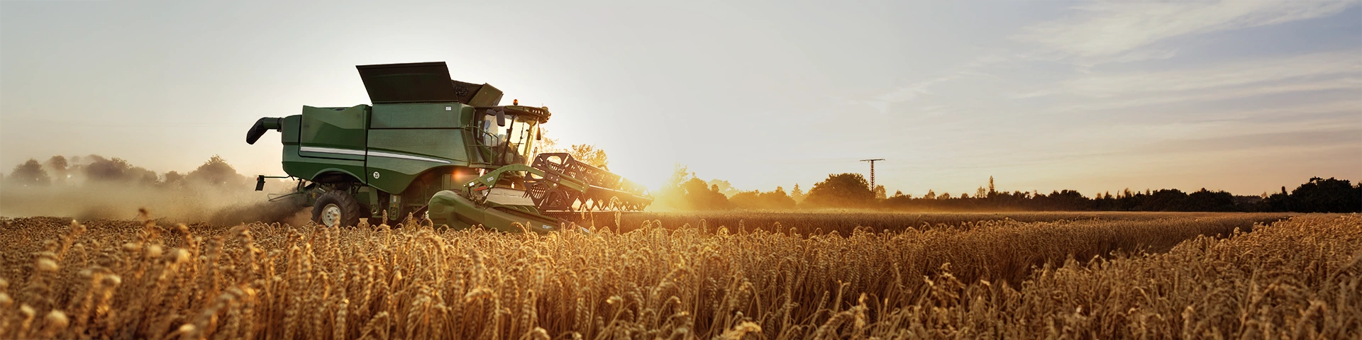Un'imponente mietitrebbia agricola di colore verde è in piena attività di raccolta in un vasto campo di grano dorato durante il tramonto. La macchina procede sollevando polvere, con il sole che cala all'orizzonte creando una luce calda e suggestiva che illumina le spighe mature in primo piano.