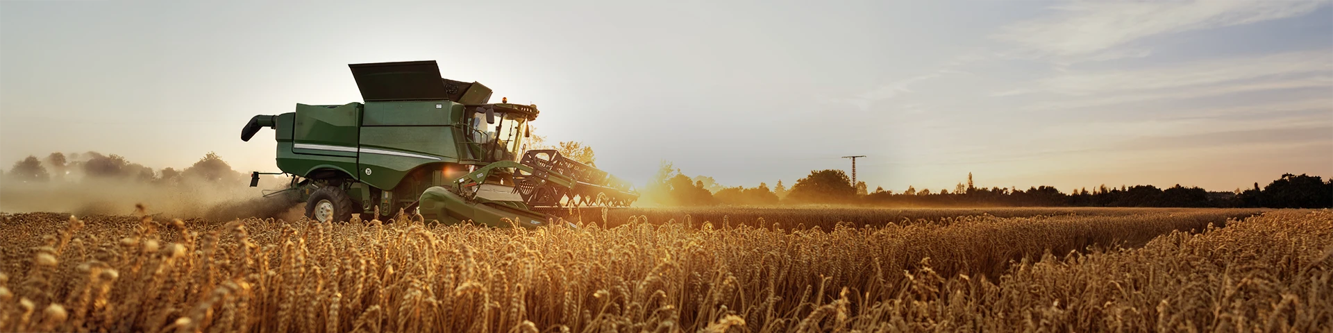 Un'imponente mietitrebbia agricola di colore verde è in piena attività di raccolta in un vasto campo di grano dorato durante il tramonto. La macchina procede sollevando polvere, con il sole che cala all'orizzonte creando una luce calda e suggestiva che illumina le spighe mature in primo piano.
