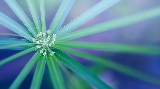 Primo piano di un fiore con pistilli bianchi e intorno foglie lunghe azzurre e verdi.