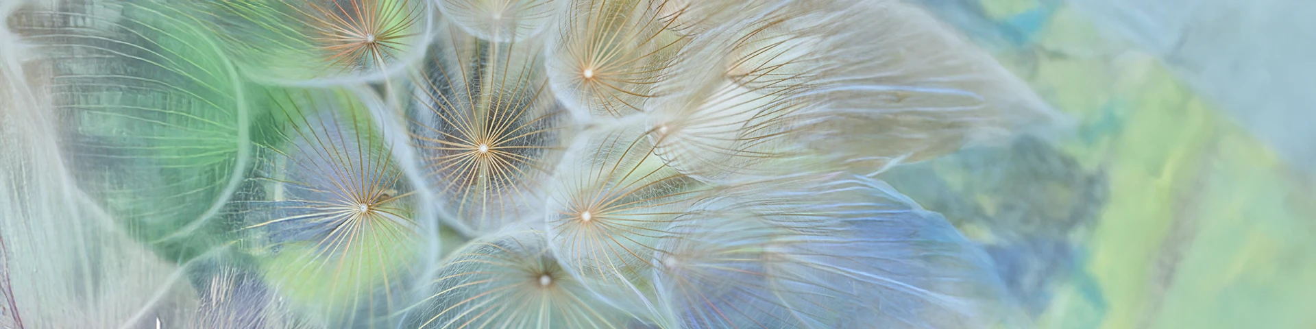 Primo piano di soffioni trasparenti con venature vicini tra loro.
