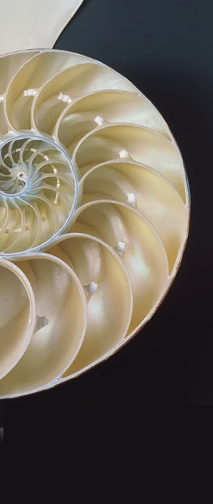 Primo piano di una conchiglia color avorio