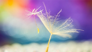 Primo piano di un fiore soffione bianco