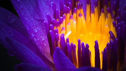 Ingrandimento sul centro di un fiore viola all'esterno e giallo nella parte interna.