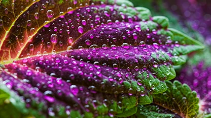 Una foglia con sfumature viola e verdi con su tante goccioline d'acqua.