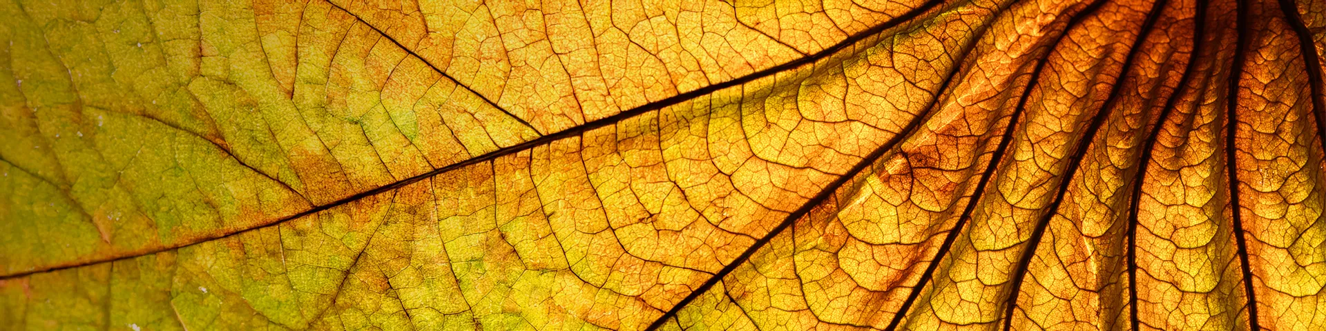 Ingrandimento di una foglia nei toni giallo e marrone con evidenza in nero delle venature da cui è formata.