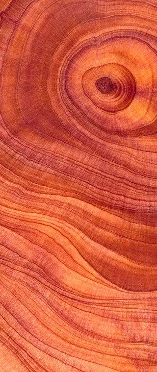 Sezione di un trono in cui sono evidenti i cerchi concentrici da cui è formato.