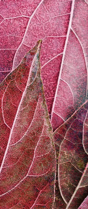 Foglie rosse ingrandite con in evidenza le venature bianche.